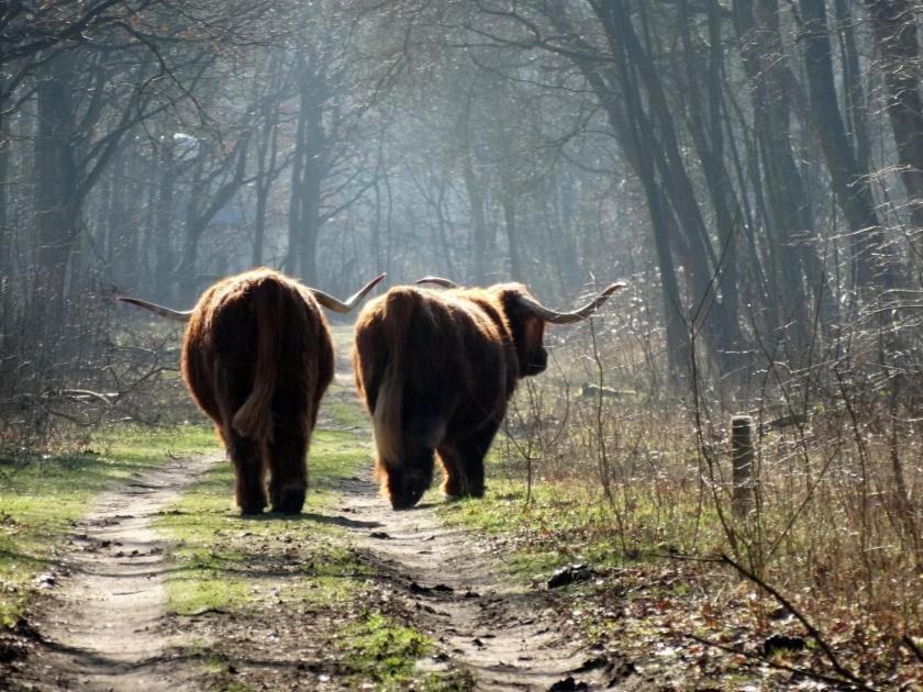Slapen Bij De Buurvrouw Bed & Breakfast Castricum Eksteriør bilde